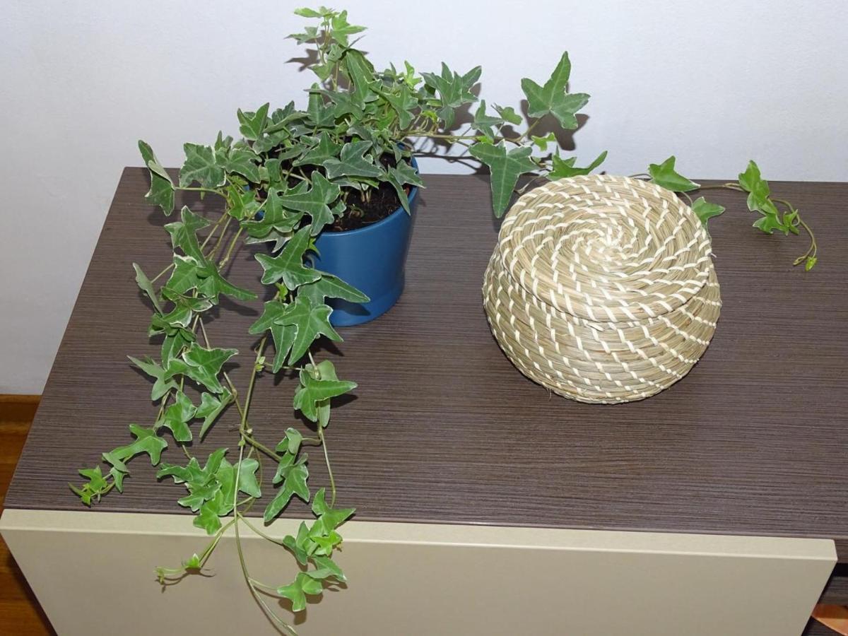 Blue Apartment بلغراد المظهر الخارجي الصورة